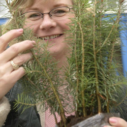 Seedlings